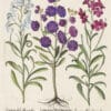 Besler Pl. 167, Double-flowered purple stock, White stock, et al