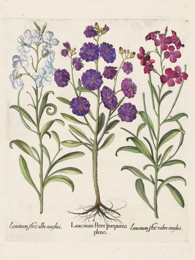 Besler Pl. 167, Double-flowered purple stock, White stock, et al