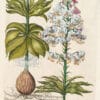 Besler Pl. 184, Spotted, variegated martagon lily