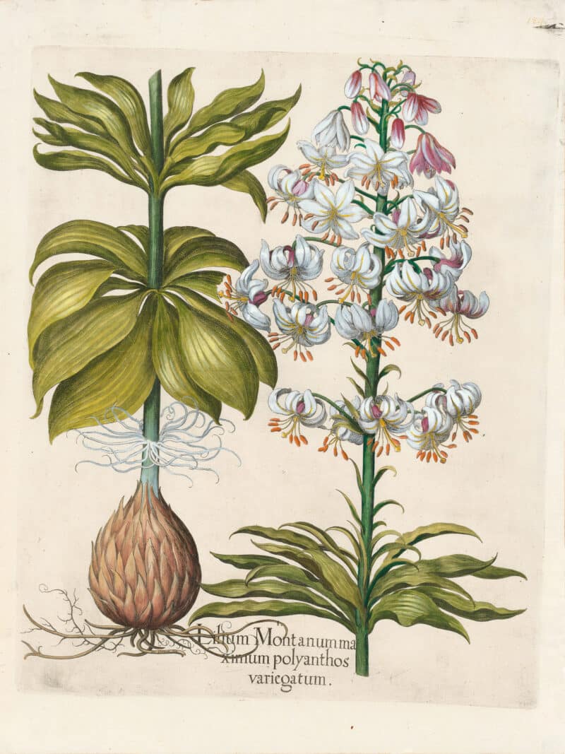 Besler Pl. 184, Spotted, variegated martagon lily