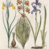 Besler Pl. 185, Lesser turk's-cap lily, Yellow Spanish iris, et al