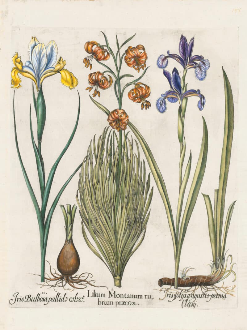Besler Pl. 185, Lesser turk's-cap lily, Yellow Spanish iris, et al
