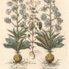 Besler Pl. 188, White martagon lily, Enchanter's nightshade, White martagon lily