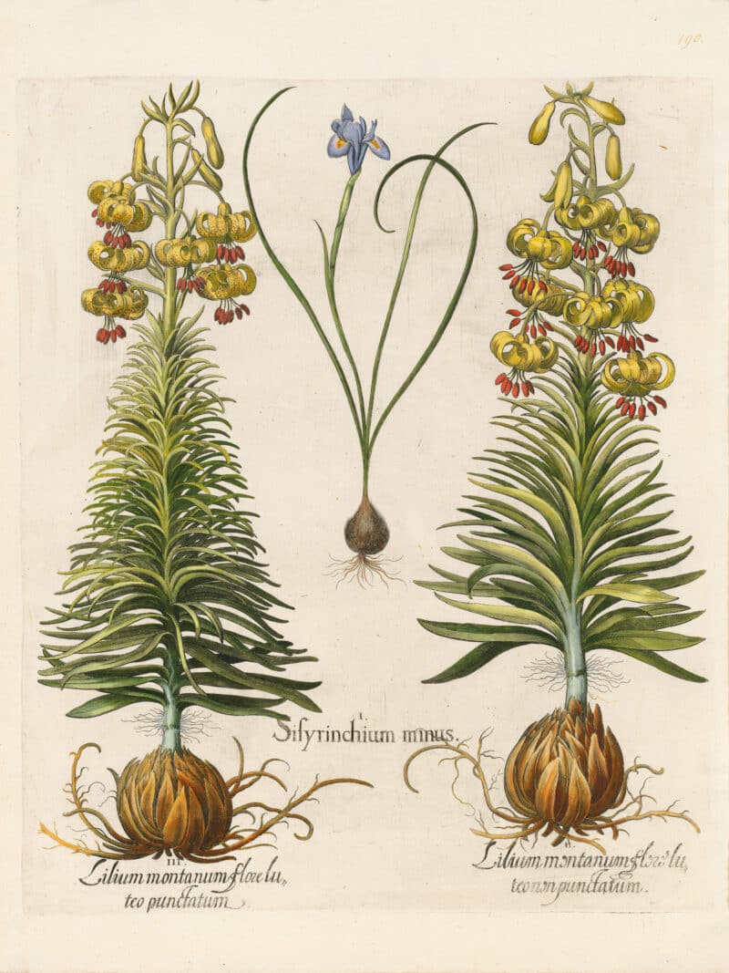 Besler Pl. 190, Spanish nut, Yellow turk's-cap lily, et al