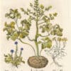 Besler Pl. 193, Turkish lion's-foot, Mountain alyssum, Blue globe daisy