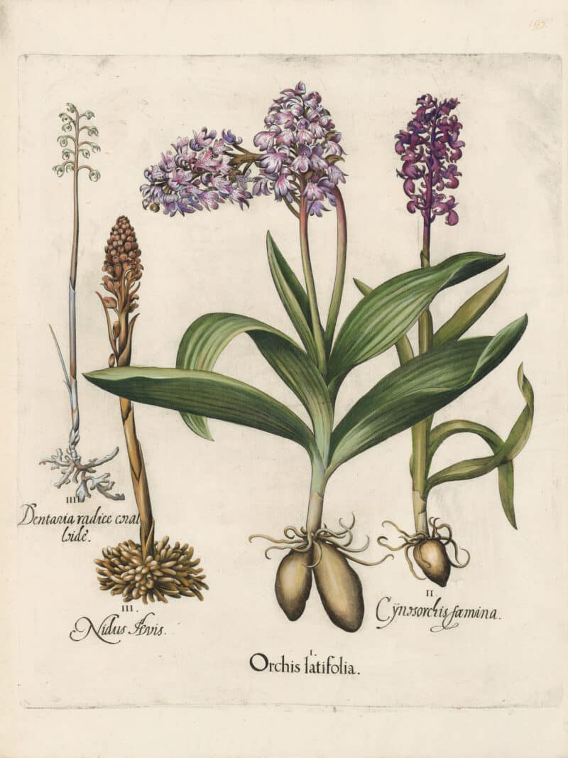 Besler Pl. 195, Purple orchid, Stinking orchid, Coral root, et al