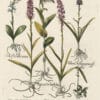 Besler Pl. 196, Wild orchid, Pink marsh orchid, Butterfly orchid, et al