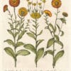 Besler Pl. 206, Proliferous calendula, Multiple-flowered calendula, et al