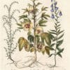 Besler Pl. 216, Roselle, Creeping bellflower, Saltwort