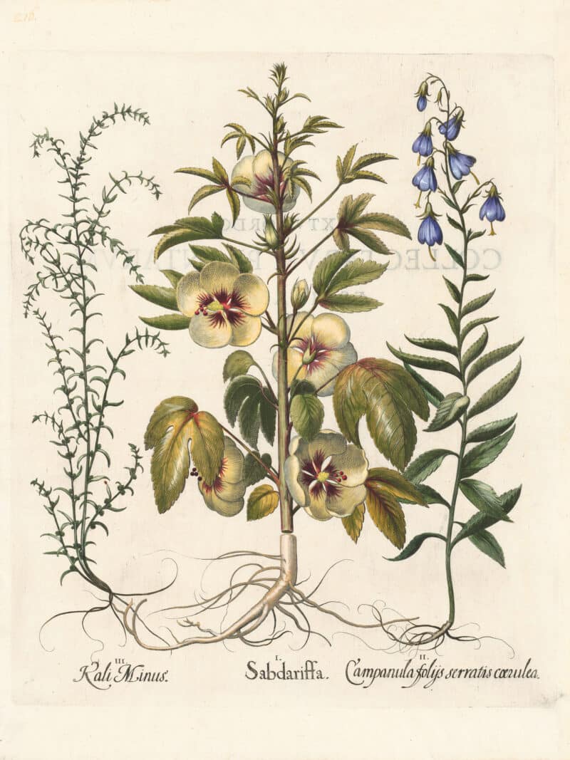 Besler Pl. 216, Roselle, Creeping bellflower, Saltwort
