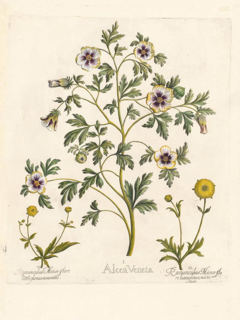 Besler Pl. 217, Flower-of-an-hour, Double-flowered buttercup, et al