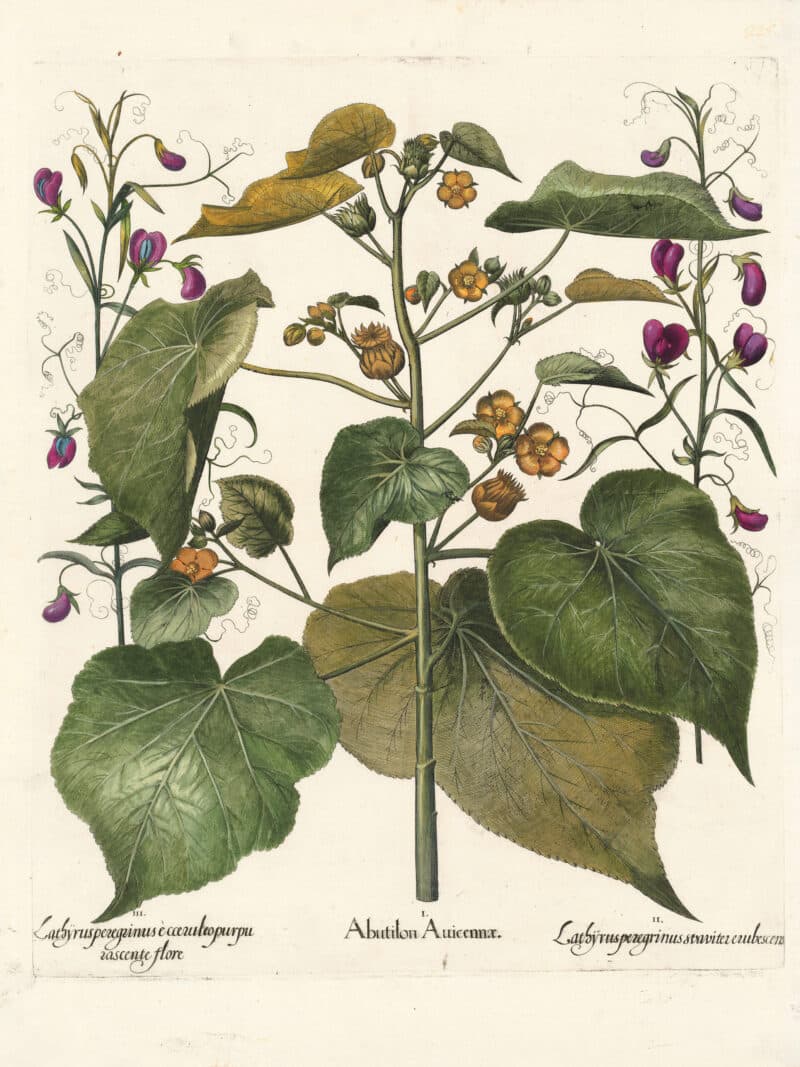Besler Pl. 225, Abutilon (flowering maple), Chickling vetch, et al