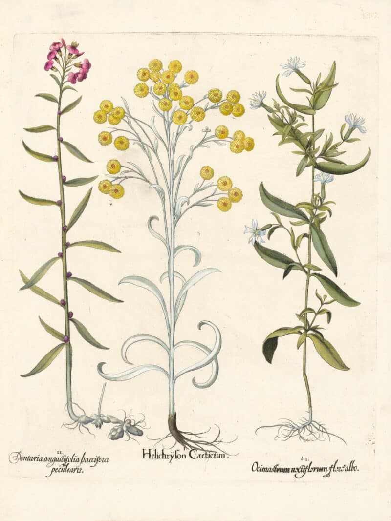 Besler Pl. 237, White-leaved golden strawflower, Bulblet bitter cress, et al