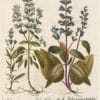 Besler Pl. 238, Blue-flowered sage, White-flowered sage, Violet sage
