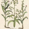 Besler Pl. 243, Bugloss, Hound's-tongue, Hound's-tongue of Narbonne