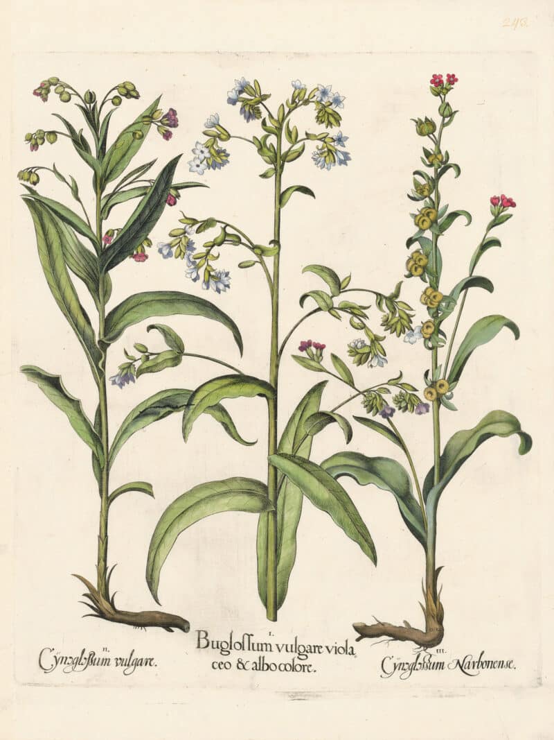 Besler Pl. 243, Bugloss, Hound's-tongue, Hound's-tongue of Narbonne