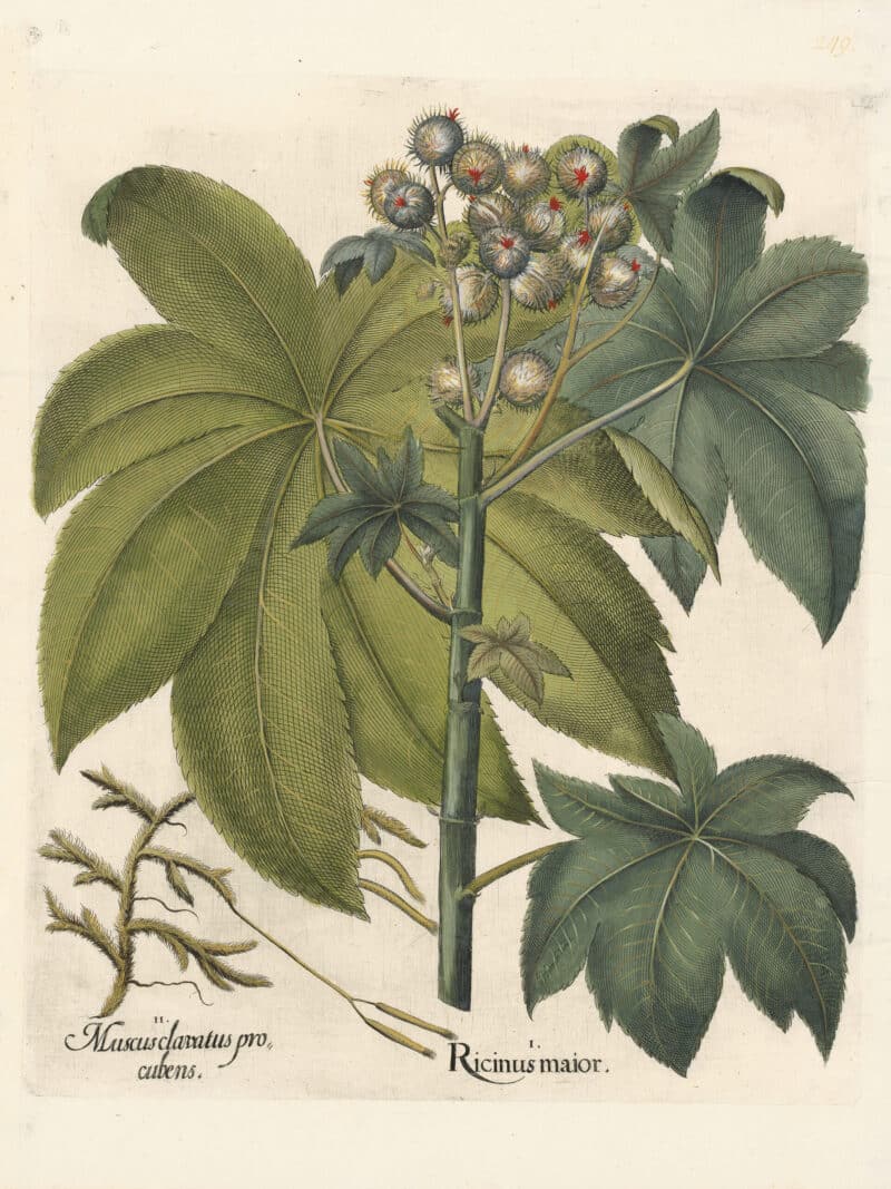 Besler Pl. 249, Castor bean in fruit, Running pine