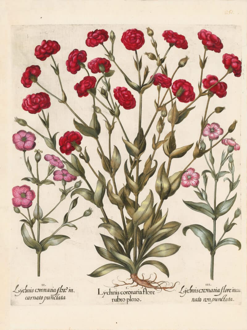 Besler Pl. 251, Crimson double-flowered mullein pink, et al