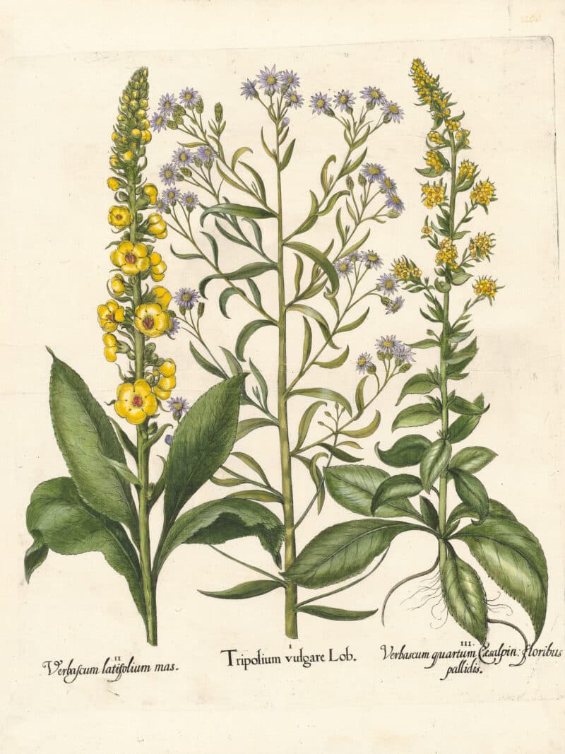 Besler Pl. 266, Seaside aster, Velvet plant, White mullein
