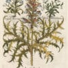 Besler Pl. 274, Spiny acanthus, Wild blue forget-me-not, et al