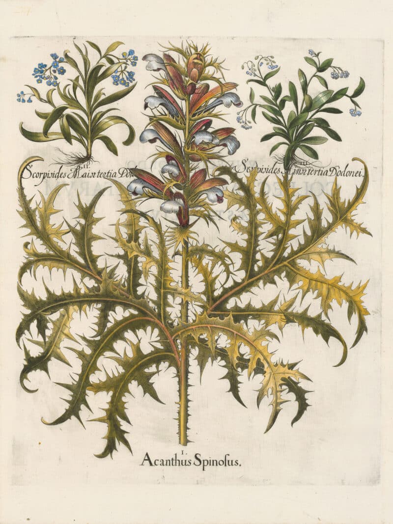 Besler Pl. 274, Spiny acanthus, Wild blue forget-me-not, et al