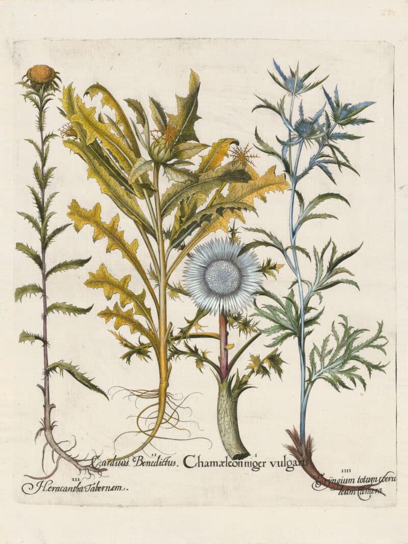 Besler Pl. 281, Large alpine carlina, Blessed thistle, Small blue sea holly