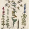 Besler Pl. 283, Sea holly, Pink and white hyssops, Blue hyssop