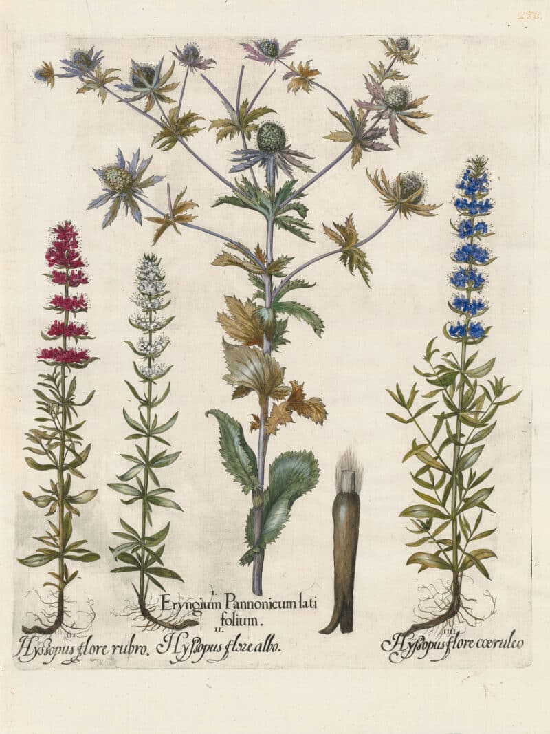 Besler Pl. 283, Sea holly, Pink and white hyssops, Blue hyssop