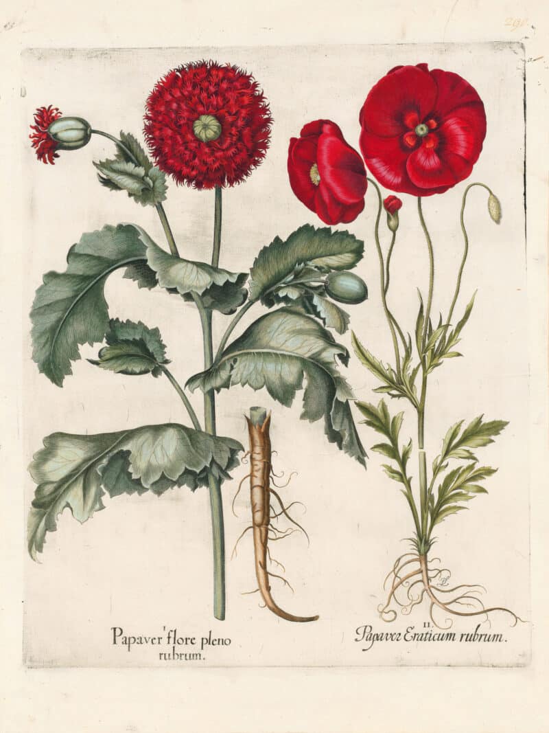Besler Pl. 290, Double-flowered red garden poppy, Corn poppy