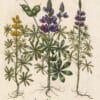 Besler Pl. 296, Blue lupine, Narrow-leaved wild blue lupine, Yellow lupine