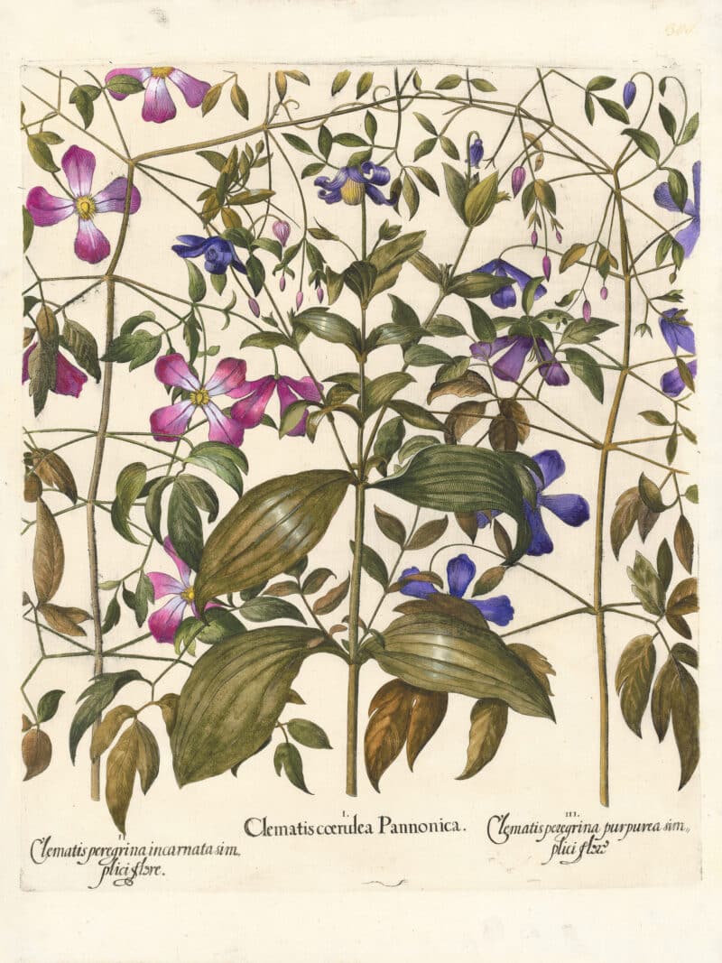 Besler Pl. 300, Blue clematis, Pink vine bower, Blue vine bower