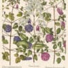 Besler Pl. 303, Erect clematis, Lavender double-flowered hort clematis