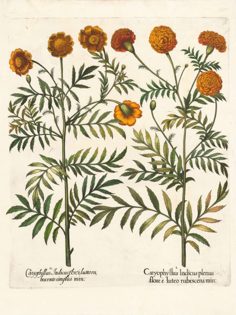 Besler Pl. 307, Yellow double-flowered French marigold, Tawny Fr. marigold