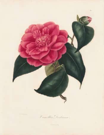Berlese Pl. 1, Camellia Derbiana