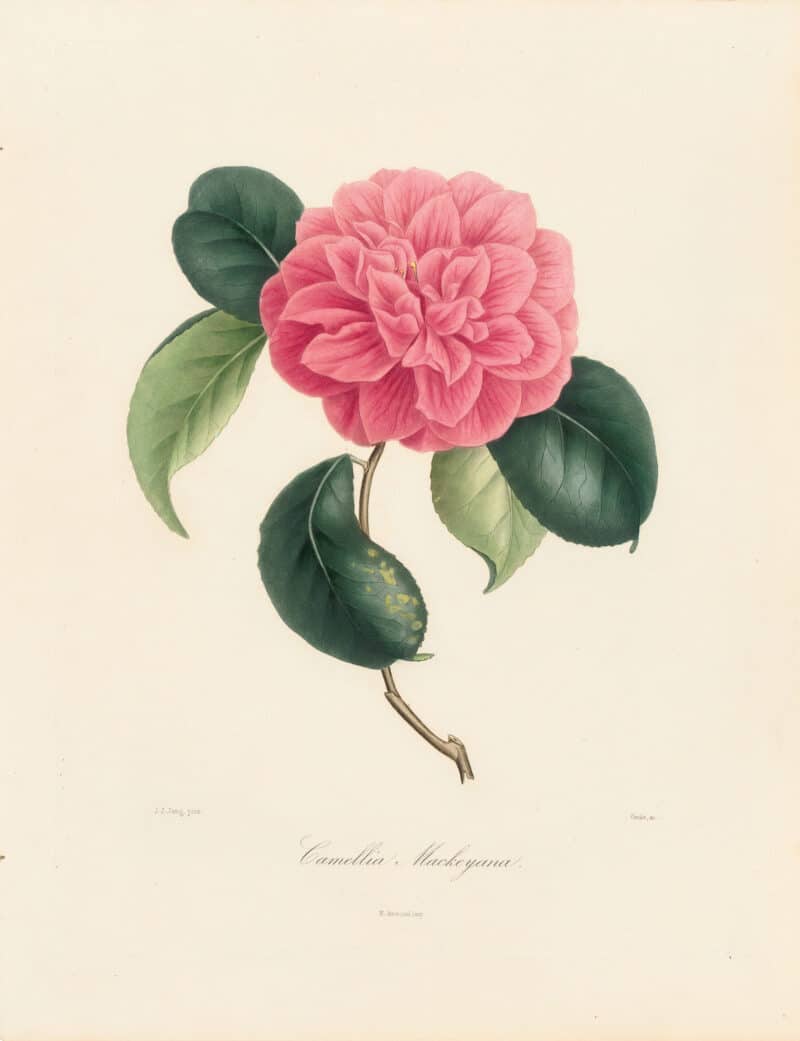 Berlese Pl. 6, Camellia Mackeyana