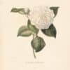 Berlese Pl. 7, Camellia Picturata