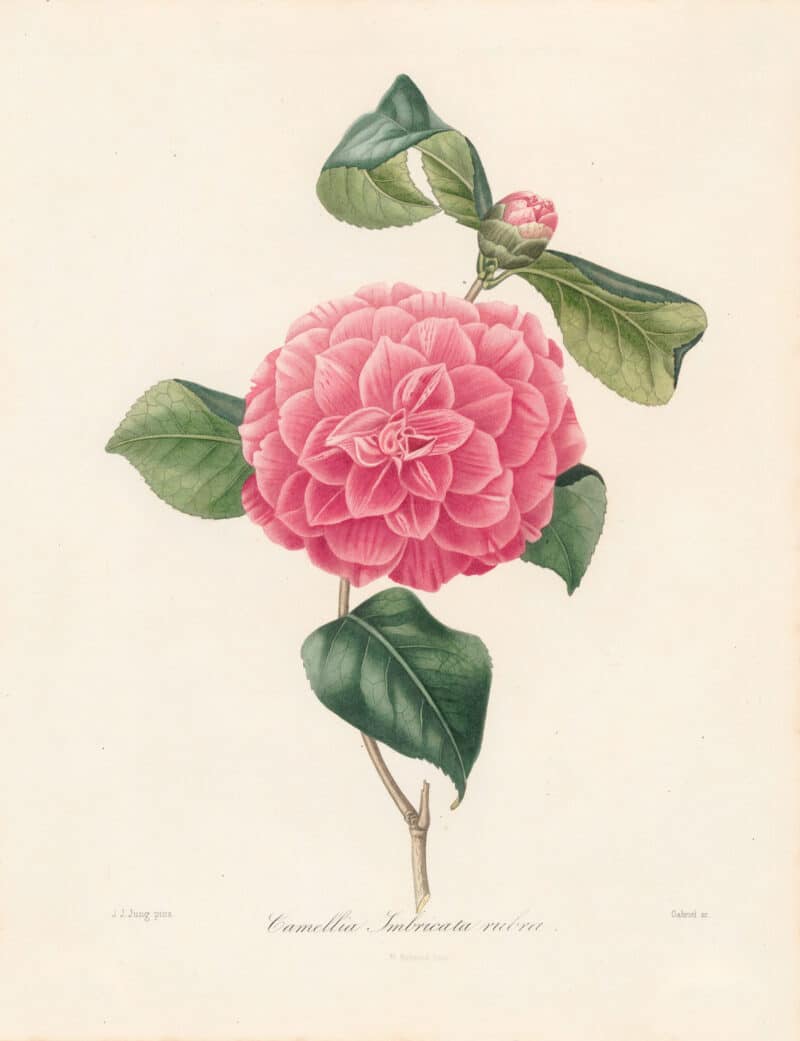 Berlese Pl. 8, Camellia Imbricata Rubra