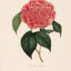 Berlese Pl. 11, Camellia Cliviana