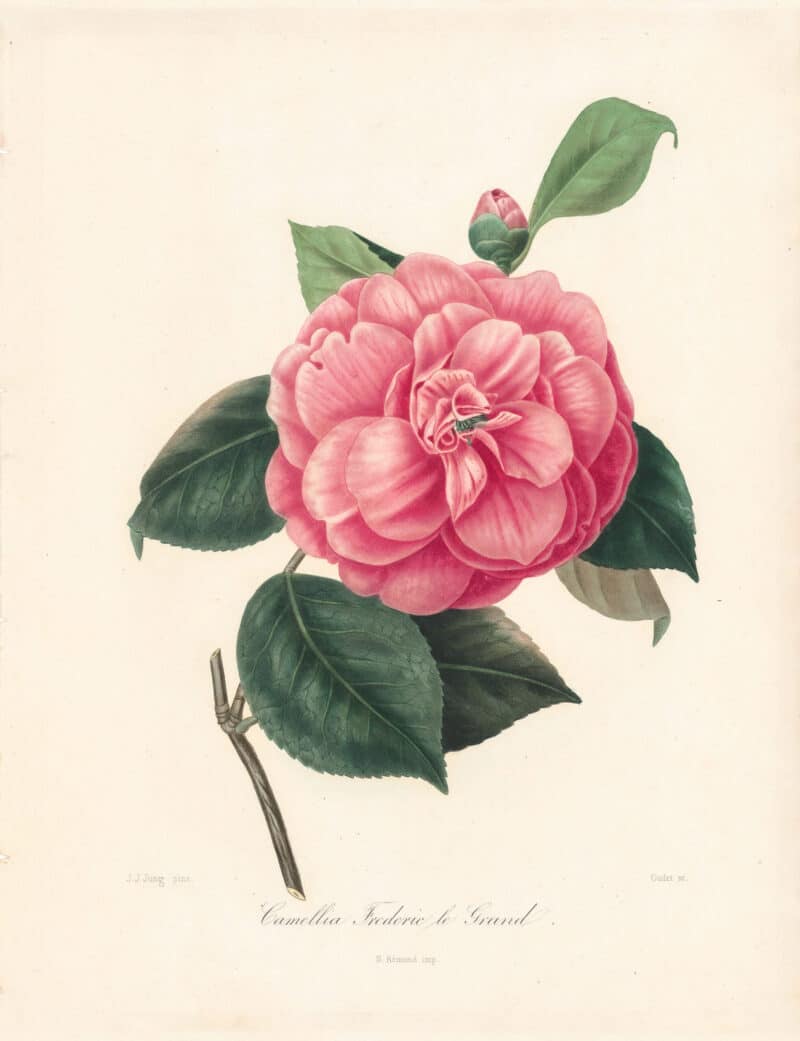 Berlese Pl. 15, Camellia Floy ou Grand-Frederic