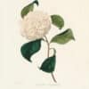 Berlese Pl. 18, Camellia Imperialis