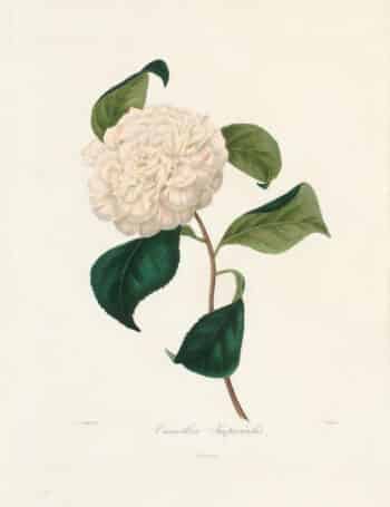 Berlese Pl. 18, Camellia Imperialis