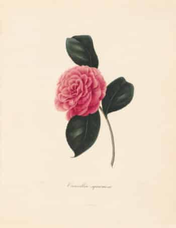 Berlese Pl. 21, Camellia Squammosa