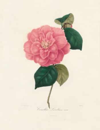 Berlese Pl. 30, Camellia Lindbria vera
