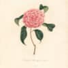 Berlese Pl. 32, Camellia Rosa, Species Nova