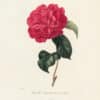 Berlese Pl. 33, Camellia Augusta rubra aurantia
