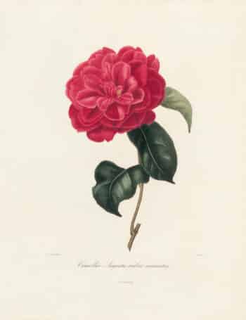 Berlese Pl. 33, Camellia Augusta rubra aurantia