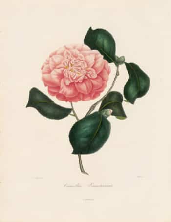 Berlese Pl. 34, Camellia Venustissima