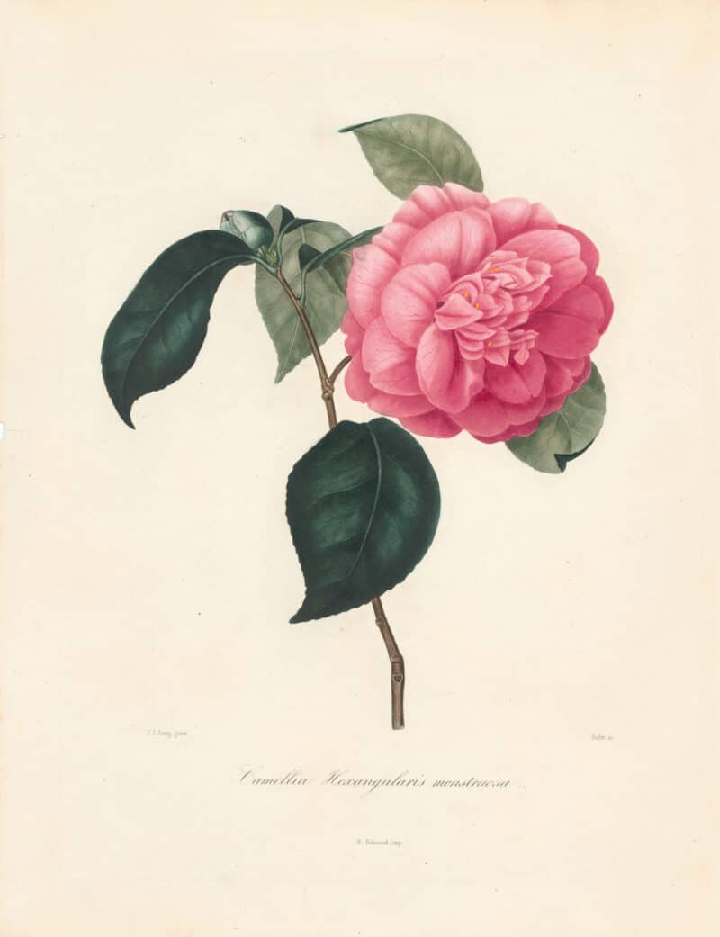 Berlese Pl. 41, Camellia Monstruosa