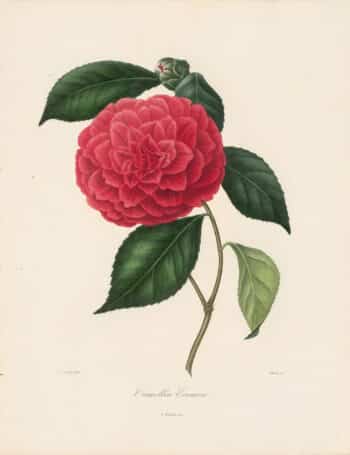 Berlese Pl. 43, Camellia Eximia