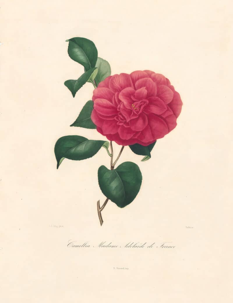 Berlese Pl. 46, Camellia Adelaide (Madame)